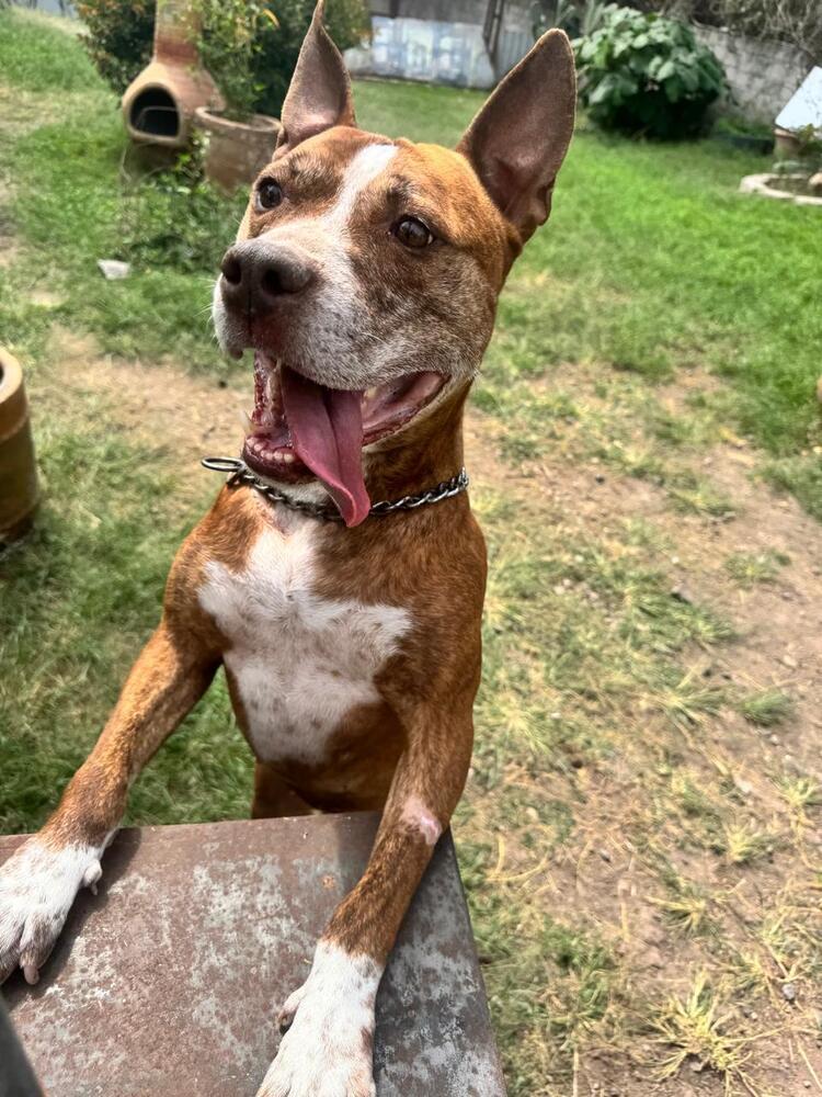 ROCCO, an adoptable American Staffordshire Terrier in Langley, BC, V2Y 3K1 | Photo Image 4