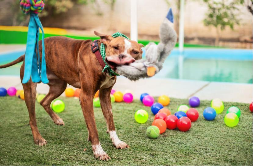 ROCCO, an adoptable American Staffordshire Terrier in Langley, BC, V2Y 3K1 | Photo Image 5