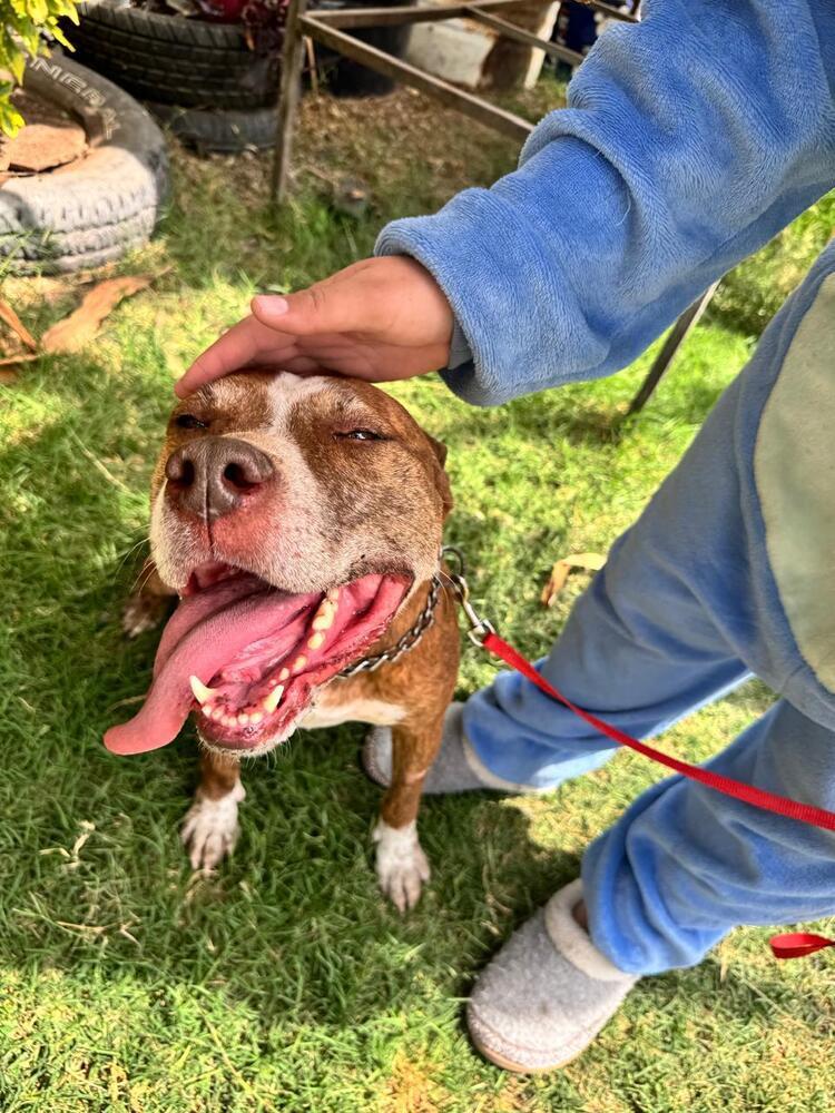 ROCCO, an adoptable American Staffordshire Terrier in Langley, BC, V2Y 3K1 | Photo Image 5