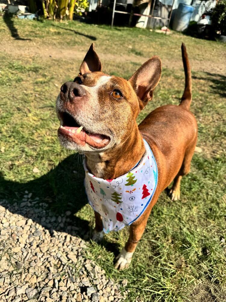 ROCCO, an adoptable American Staffordshire Terrier in Langley, BC, V2Y 3K1 | Photo Image 6