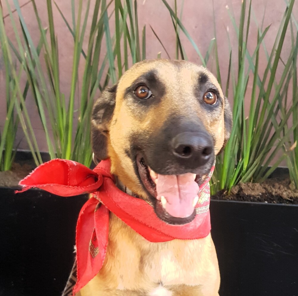 FRENCHY, an adoptable Shepherd, Labrador Retriever in Langley, BC, V2Y 3K1 | Photo Image 1