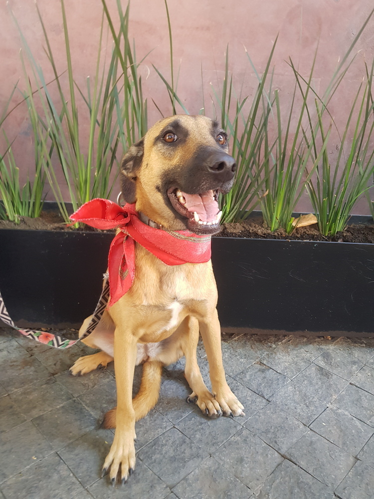 FRENCHY, an adoptable Shepherd, Labrador Retriever in Langley, BC, V2Y 3K1 | Photo Image 3