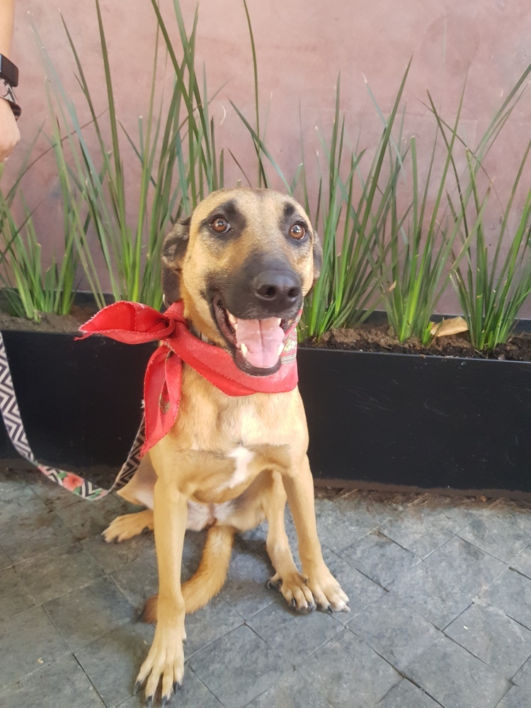 FRENCHY, an adoptable Shepherd, Labrador Retriever in Langley, BC, V2Y 3K1 | Photo Image 5