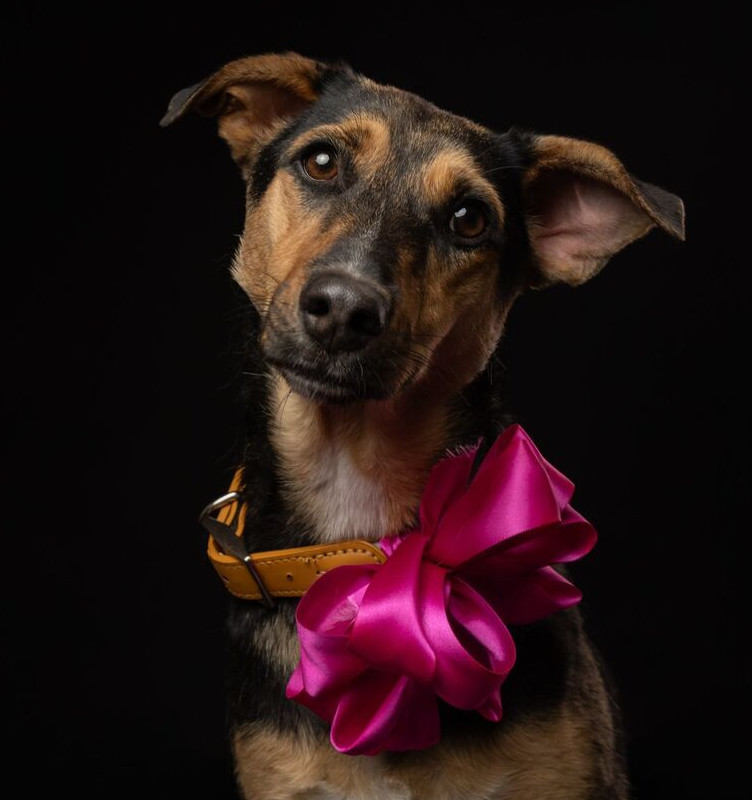 MIMOSA, an adoptable Labrador Retriever in Langley, BC, V2Y 3K1 | Photo Image 1