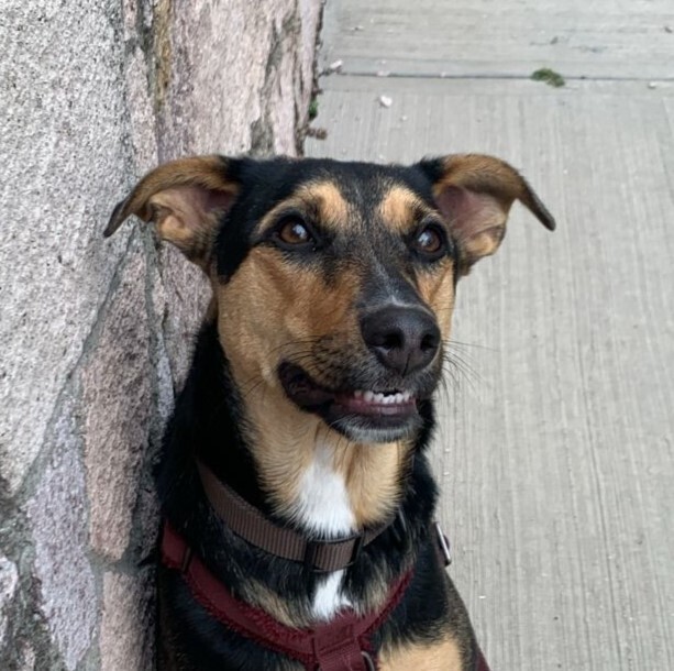 MIMOSA, an adoptable Labrador Retriever in Langley, BC, V2Y 3K1 | Photo Image 1
