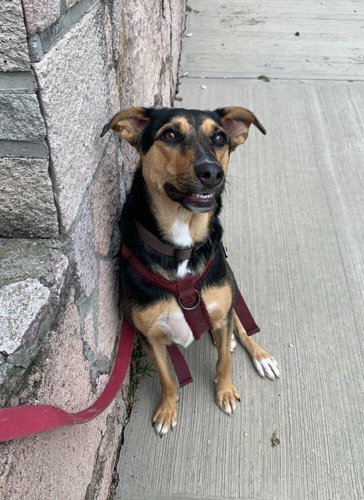 MIMOSA, an adoptable Labrador Retriever in Langley, BC, V2Y 3K1 | Photo Image 2