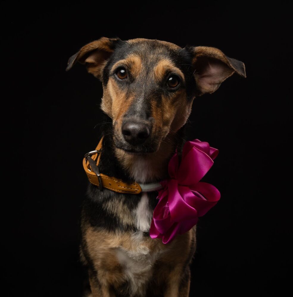 MIMOSA, an adoptable Labrador Retriever in Langley, BC, V2Y 3K1 | Photo Image 3