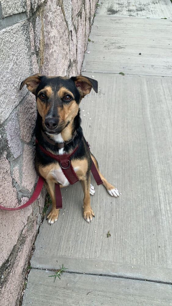 MIMOSA, an adoptable Labrador Retriever in Langley, BC, V2Y 3K1 | Photo Image 3