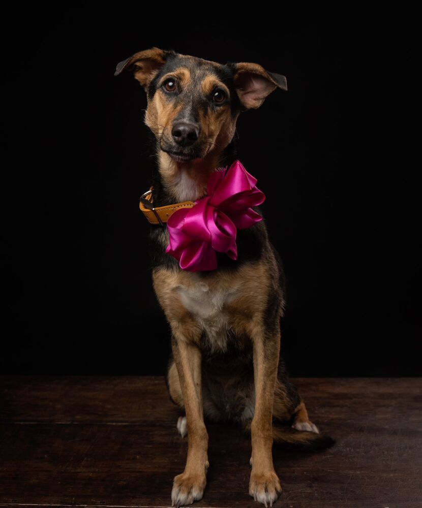 MIMOSA, an adoptable Labrador Retriever in Langley, BC, V2Y 3K1 | Photo Image 4