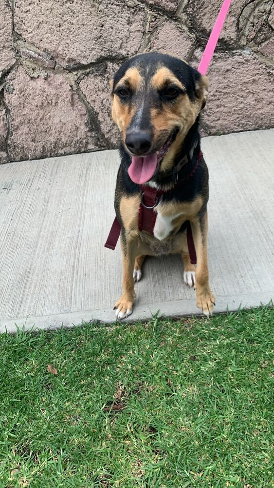 MIMOSA, an adoptable Labrador Retriever in Langley, BC, V2Y 3K1 | Photo Image 4