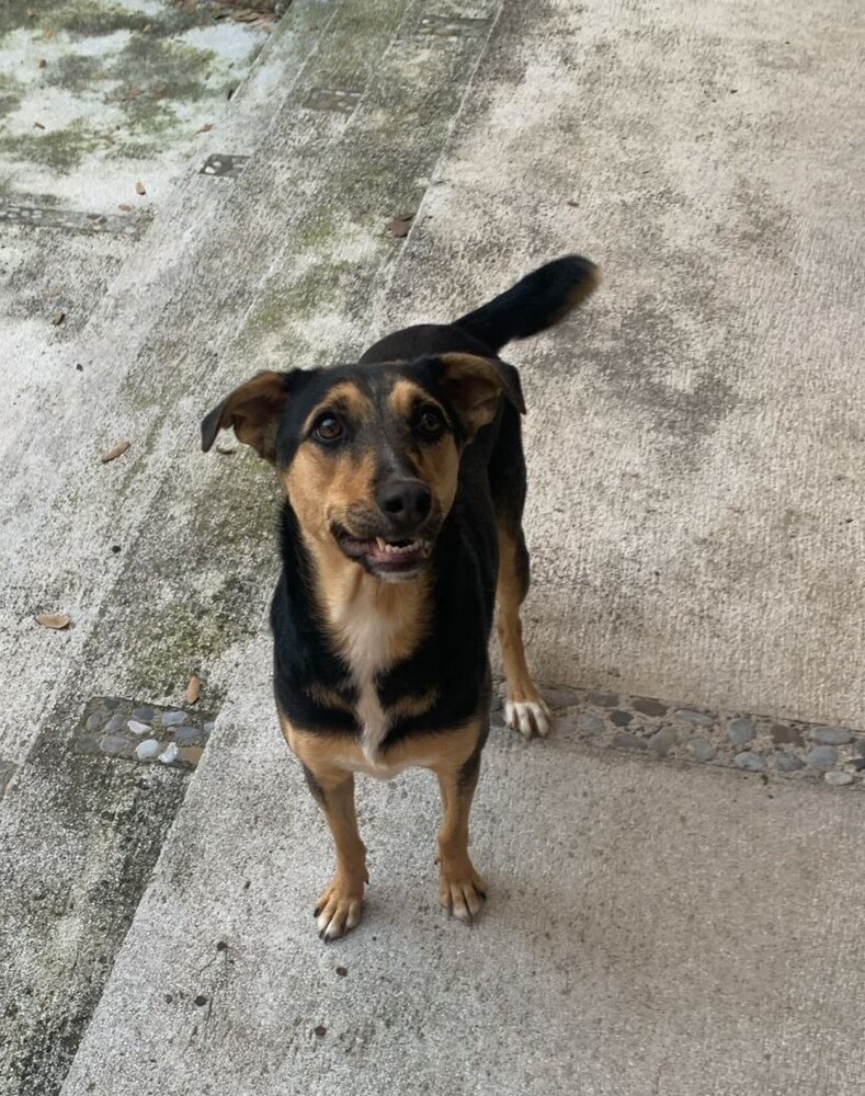 MIMOSA, an adoptable Labrador Retriever in Langley, BC, V2Y 3K1 | Photo Image 5