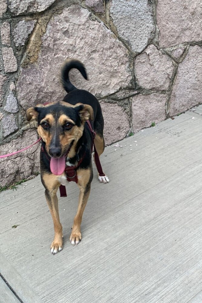 MIMOSA, an adoptable Labrador Retriever in Langley, BC, V2Y 3K1 | Photo Image 6