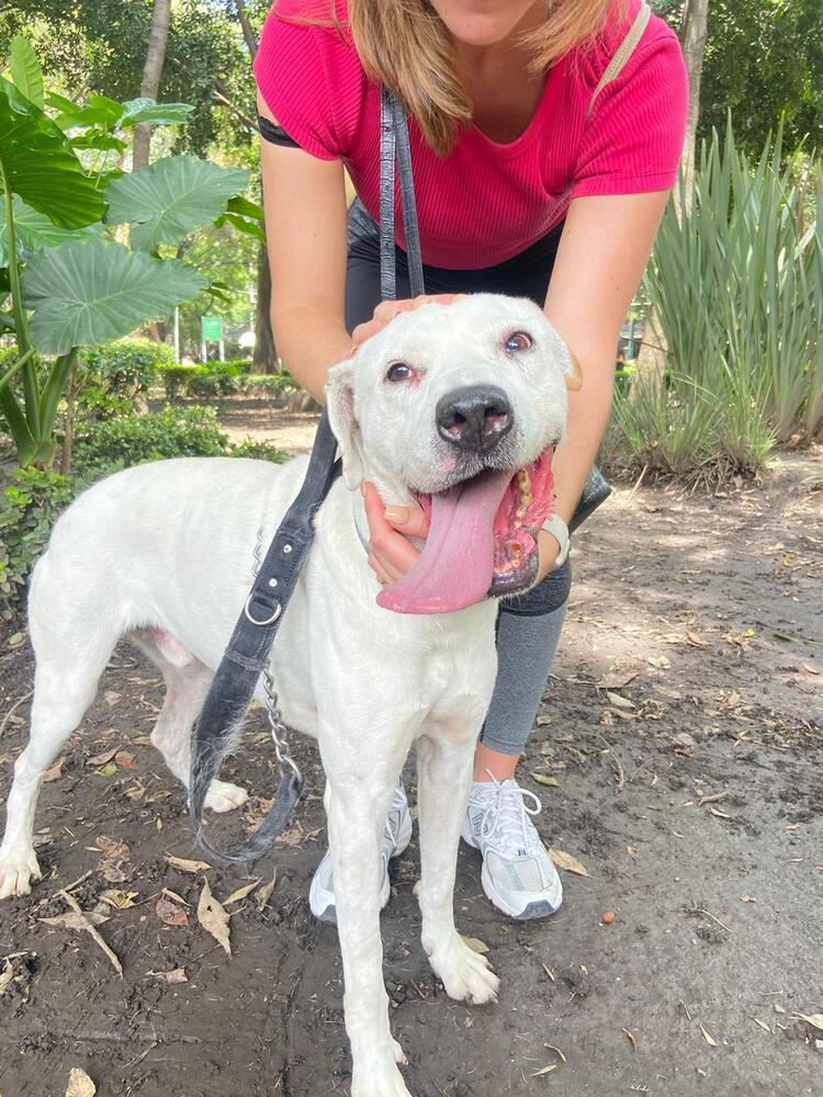 GABO, an adoptable Boxer in Langley, BC, V2Y 3K1 | Photo Image 1