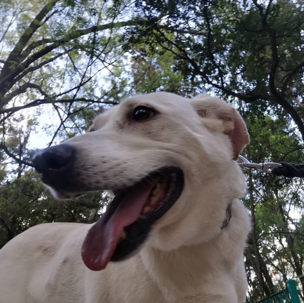 HAPPY, an adoptable Labrador Retriever in Langley, BC, V2Y 3K1 | Photo Image 1
