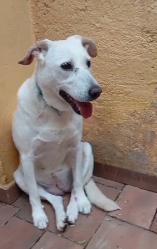 HAPPY, an adoptable Labrador Retriever in Langley, BC, V2Y 3K1 | Photo Image 2