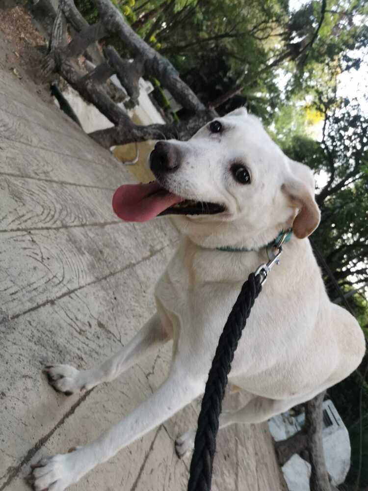 HAPPY, an adoptable Labrador Retriever in Langley, BC, V2Y 3K1 | Photo Image 3