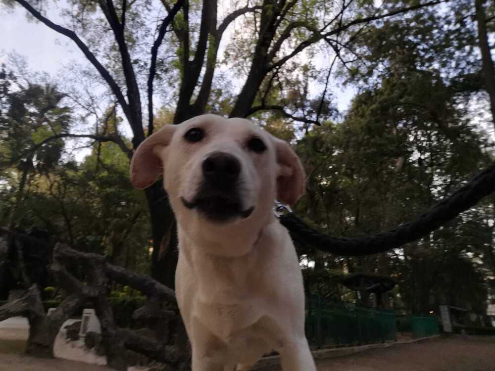 HAPPY, an adoptable Labrador Retriever in Langley, BC, V2Y 3K1 | Photo Image 4