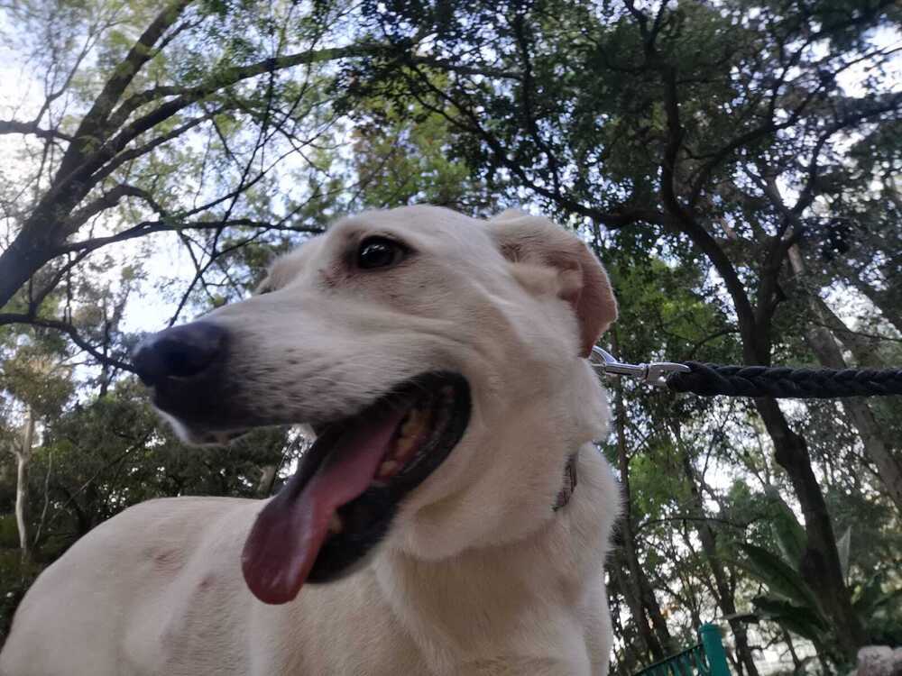 HAPPY, an adoptable Labrador Retriever in Langley, BC, V2Y 3K1 | Photo Image 5
