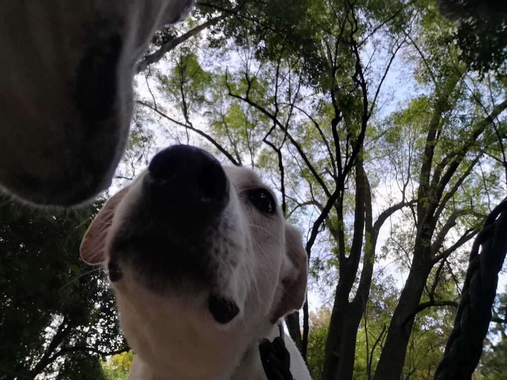 HAPPY, an adoptable Labrador Retriever in Langley, BC, V2Y 3K1 | Photo Image 6