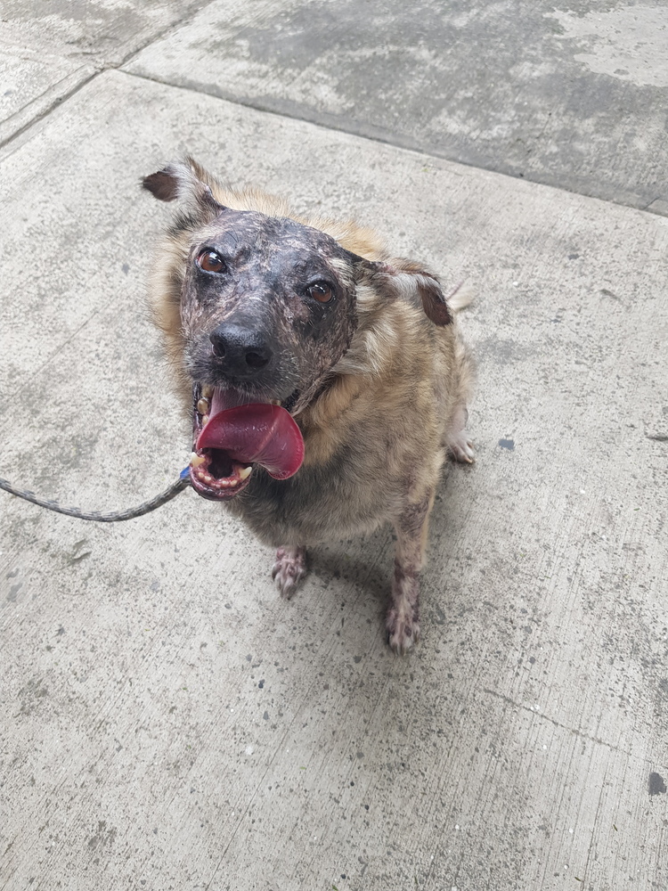 KOA, an adoptable Shepherd in Langley, BC, V2Y 3K1 | Photo Image 1