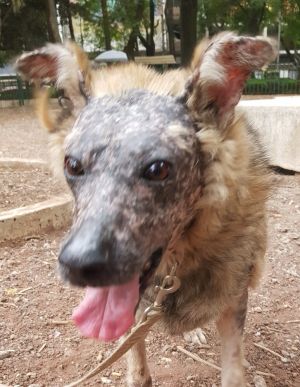 KOA, Adult Female Shepherd