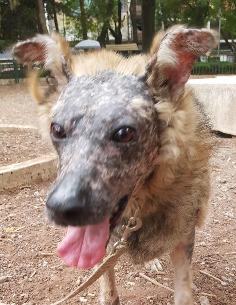 KOA, an adoptable Shepherd in Langley, BC, V2Y 3K1 | Photo Image 1