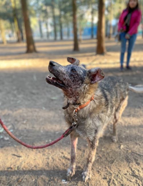 KOA, an adoptable Shepherd in Langley, BC, V2Y 3K1 | Photo Image 2