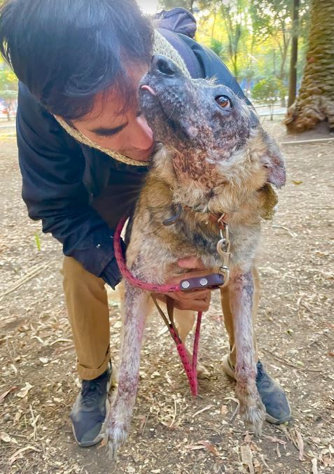KOA, an adoptable Shepherd in Langley, BC, V2Y 3K1 | Photo Image 2