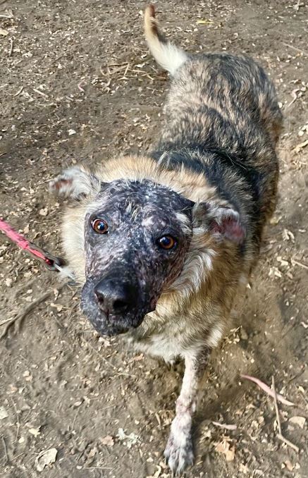 KOA, an adoptable Shepherd in Langley, BC, V2Y 3K1 | Photo Image 3