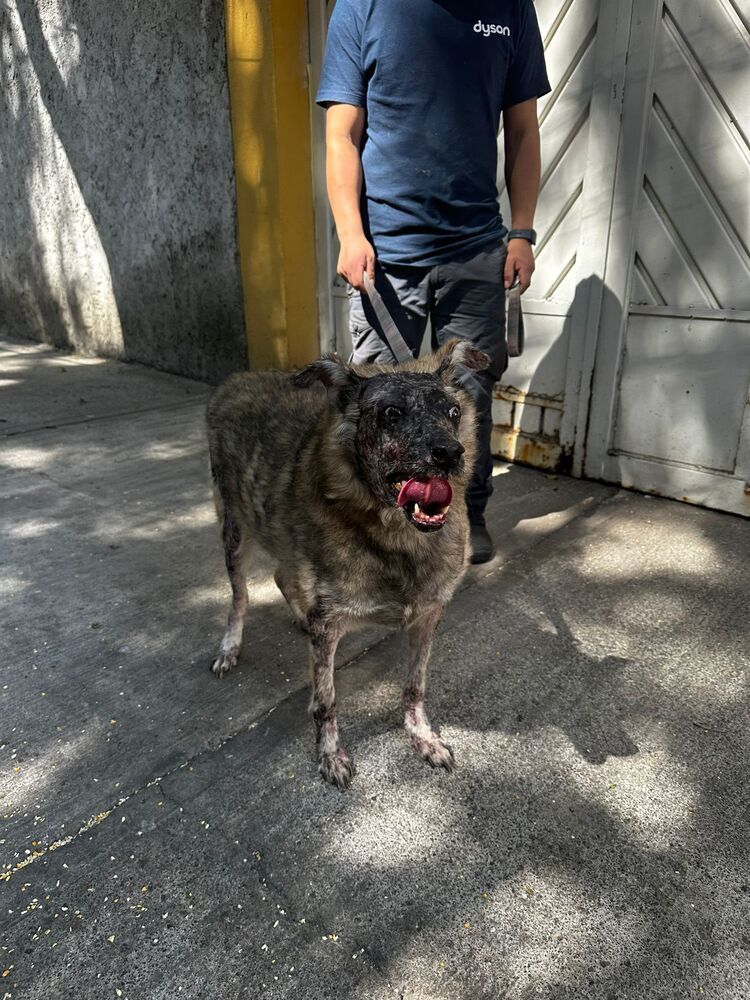 KOA, an adoptable Shepherd in Langley, BC, V2Y 3K1 | Photo Image 3