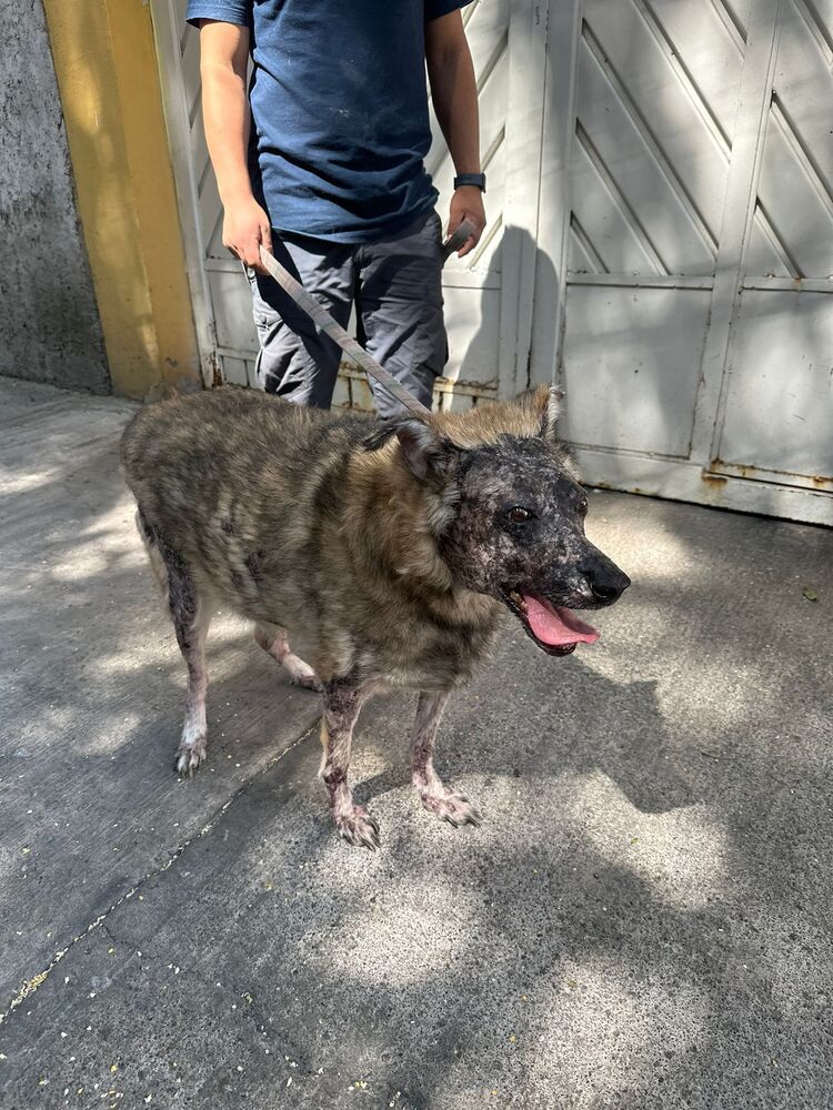 KOA, an adoptable Shepherd in Langley, BC, V2Y 3K1 | Photo Image 4