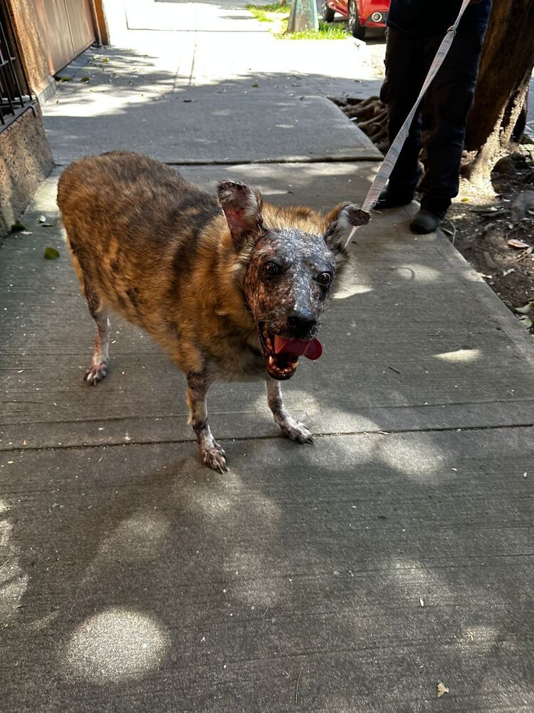 KOA, an adoptable Shepherd in Langley, BC, V2Y 3K1 | Photo Image 5
