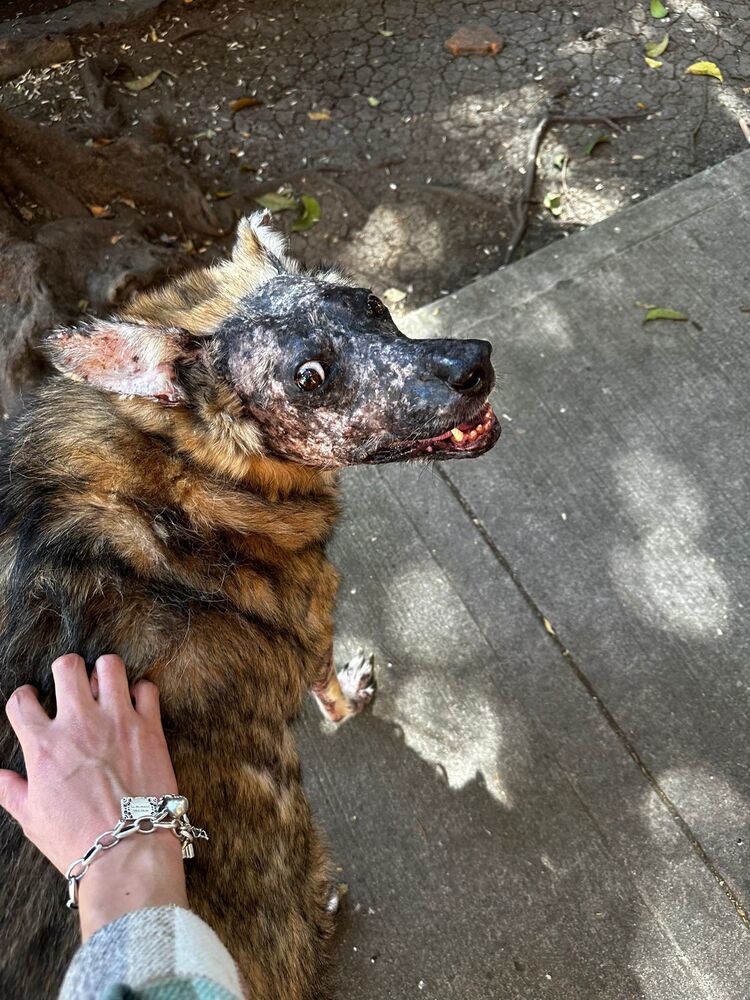 KOA, an adoptable Shepherd in Langley, BC, V2Y 3K1 | Photo Image 6