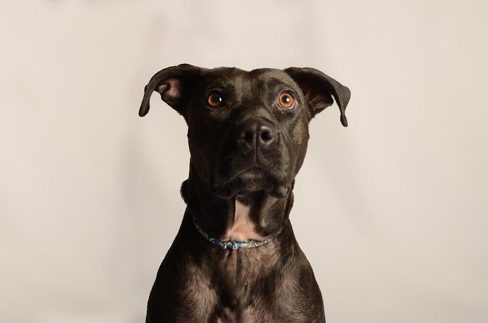 LUCY, an adoptable Labrador Retriever in Langley, BC, V2Y 3K1 | Photo Image 1