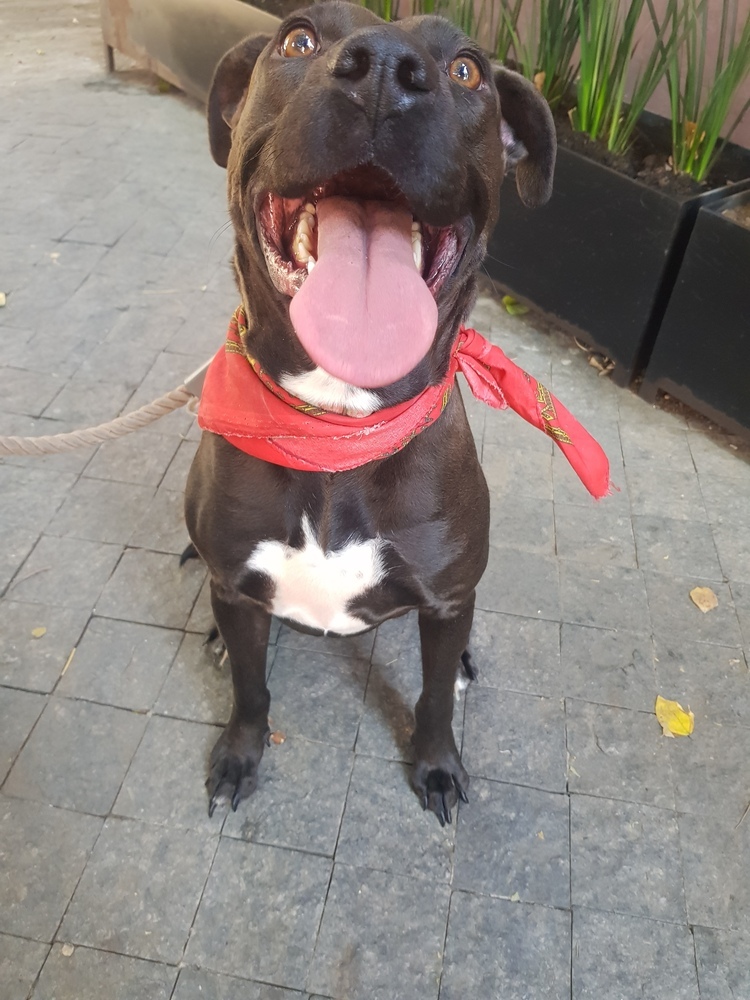 LUCY, an adoptable Labrador Retriever in Langley, BC, V2Y 3K1 | Photo Image 2