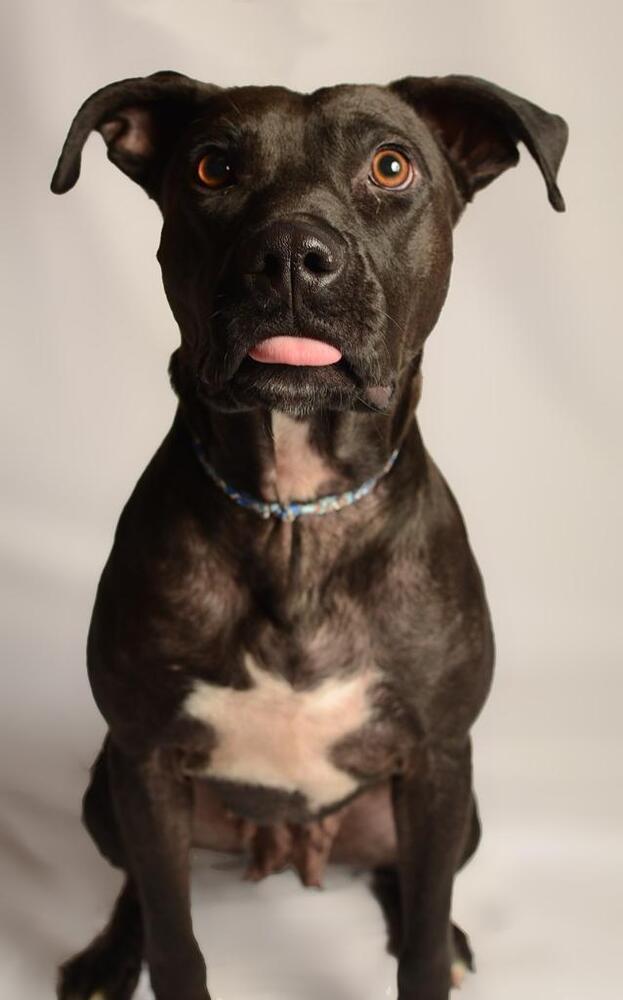 LUCY, an adoptable Labrador Retriever in Langley, BC, V2Y 3K1 | Photo Image 3