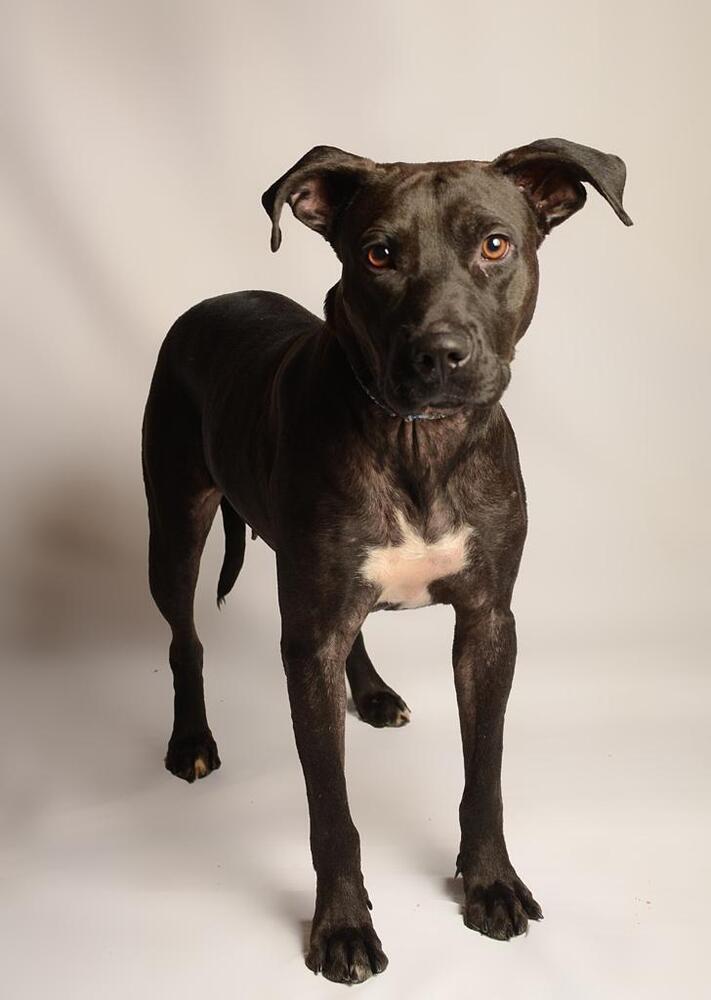 LUCY, an adoptable Labrador Retriever in Langley, BC, V2Y 3K1 | Photo Image 4