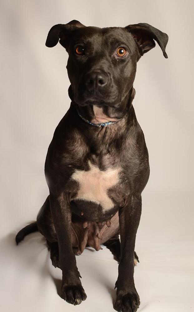 LUCY, an adoptable Labrador Retriever in Langley, BC, V2Y 3K1 | Photo Image 5