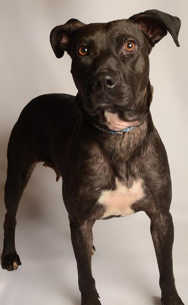 LUCY, an adoptable Labrador Retriever in Langley, BC, V2Y 3K1 | Photo Image 5