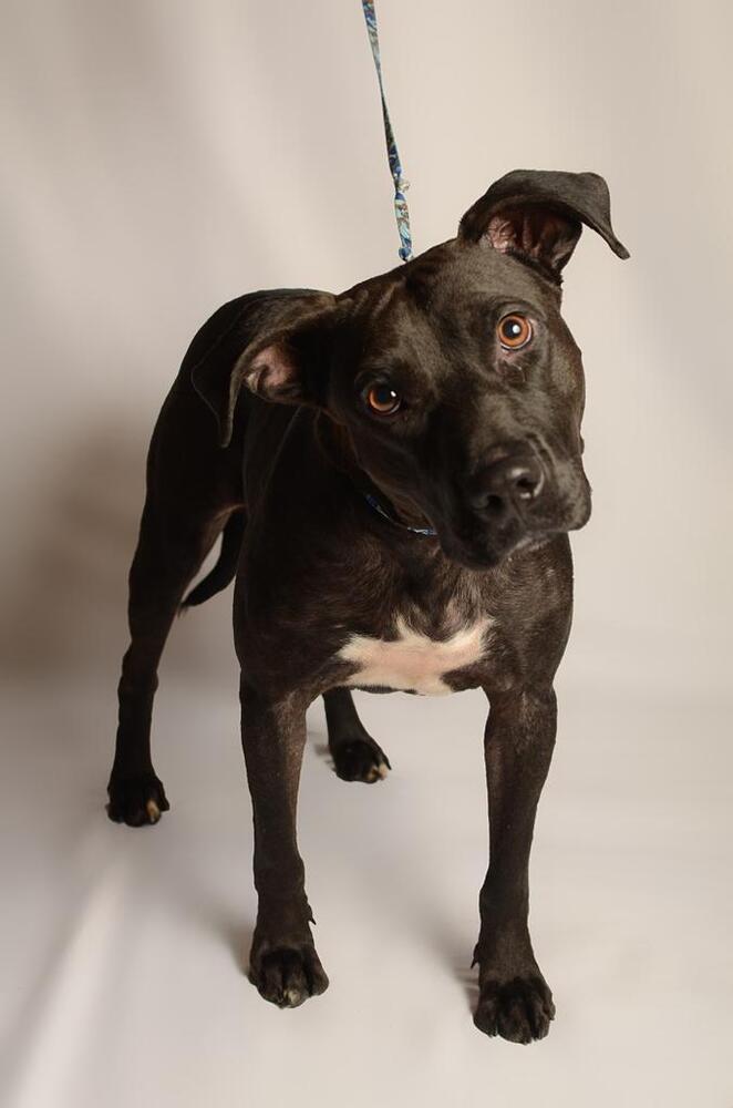 LUCY, an adoptable Labrador Retriever in Langley, BC, V2Y 3K1 | Photo Image 6