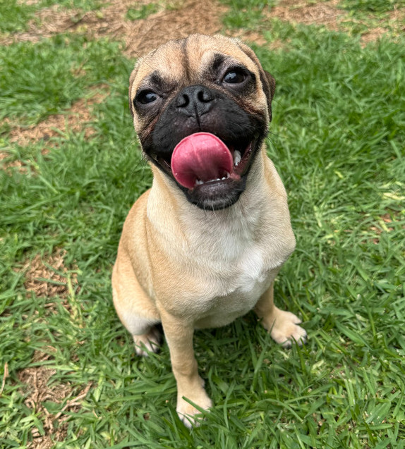 TAYLOR, an adoptable Pug in Langley, BC, V2Y 3K1 | Photo Image 1