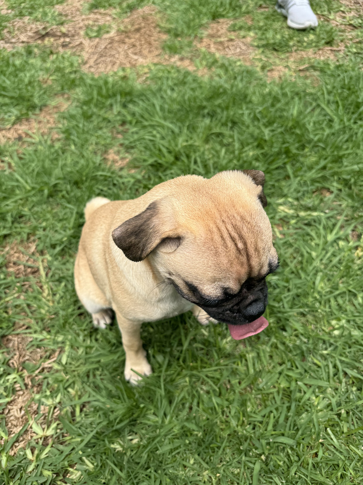 TAYLOR, an adoptable Pug in Langley, BC, V2Y 3K1 | Photo Image 2