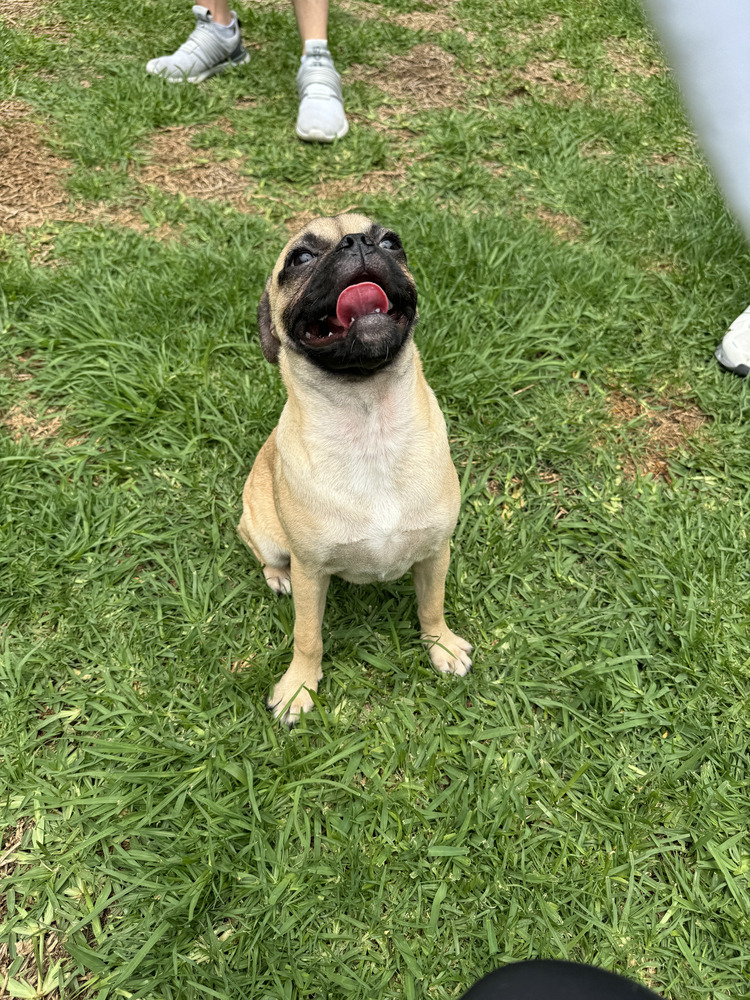 TAYLOR, an adoptable Pug in Langley, BC, V2Y 3K1 | Photo Image 3