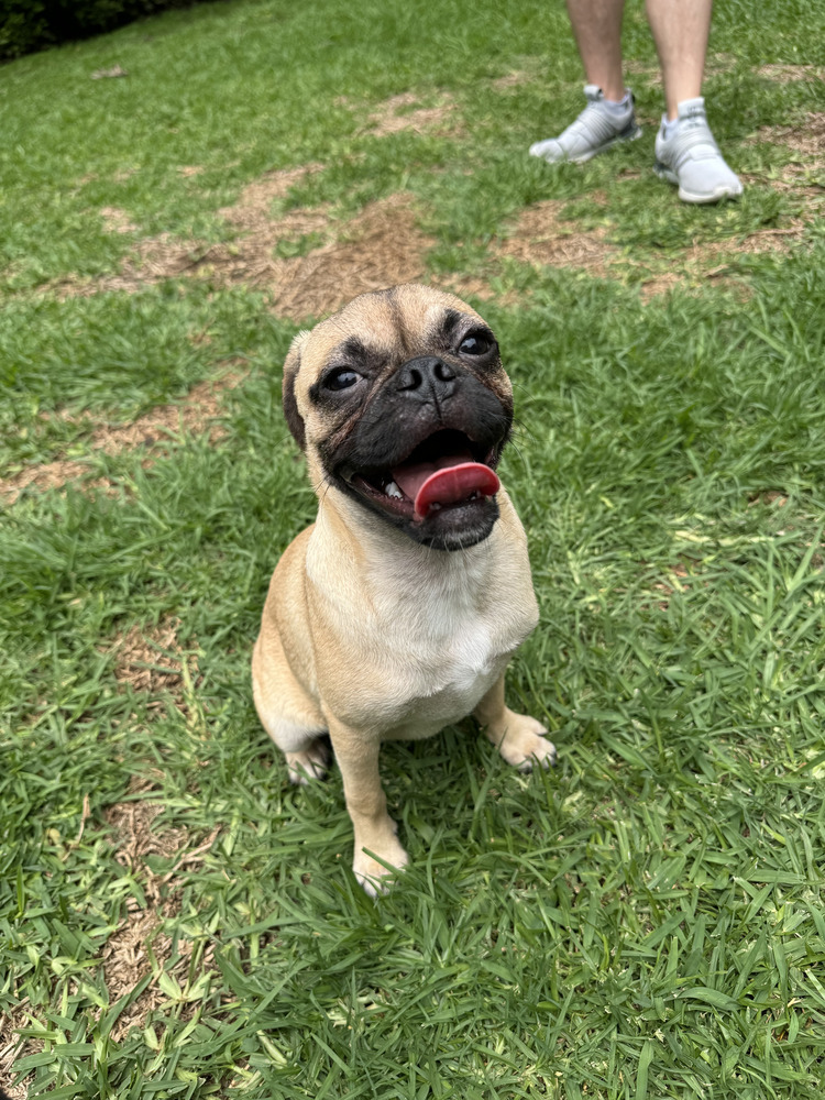 TAYLOR, an adoptable Pug in Langley, BC, V2Y 3K1 | Photo Image 4