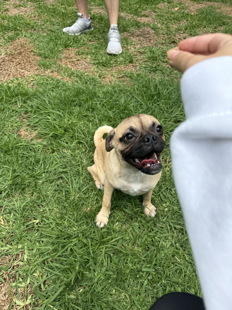 TAYLOR, an adoptable Pug in Langley, BC, V2Y 3K1 | Photo Image 5