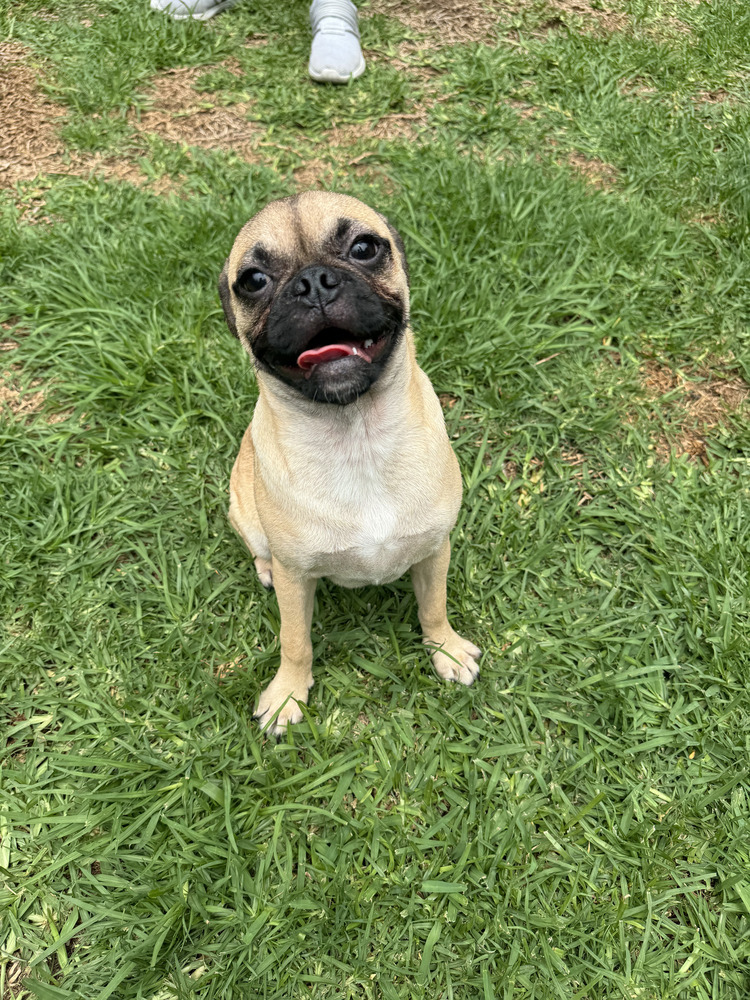 TAYLOR, an adoptable Pug in Langley, BC, V2Y 3K1 | Photo Image 6