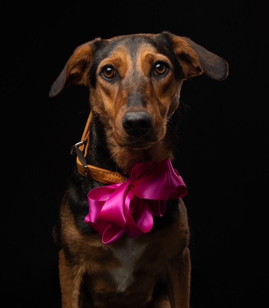 CARLA, an adoptable Mixed Breed, Labrador Retriever in Langley, BC, V2Y 3K1 | Photo Image 1