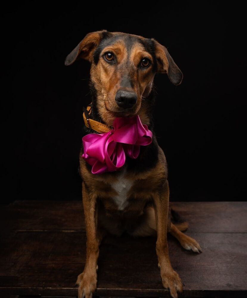 CARLA, an adoptable Mixed Breed, Labrador Retriever in Langley, BC, V2Y 3K1 | Photo Image 6