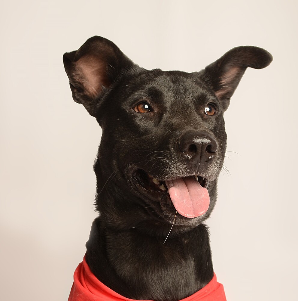 JACKSON, an adoptable Labrador Retriever, Shepherd in Langley, BC, V2Y 3K1 | Photo Image 1