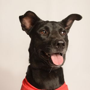 JACKSON, Young Male Labrador Retriever